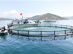 Viện Nuôi trồng Thủy sản, ĐH Nha Trang: Khởi nguồn chuyển giao kỹ thuật sản xuất giống và nuôi cá biển 